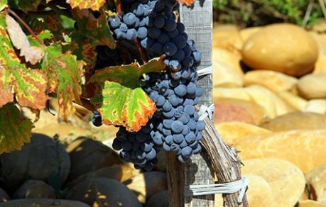 Domaine Magalanne_1